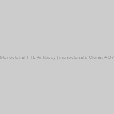 Image of Monoclonal FTL Antibody (monoclonal), Clone: 4G7